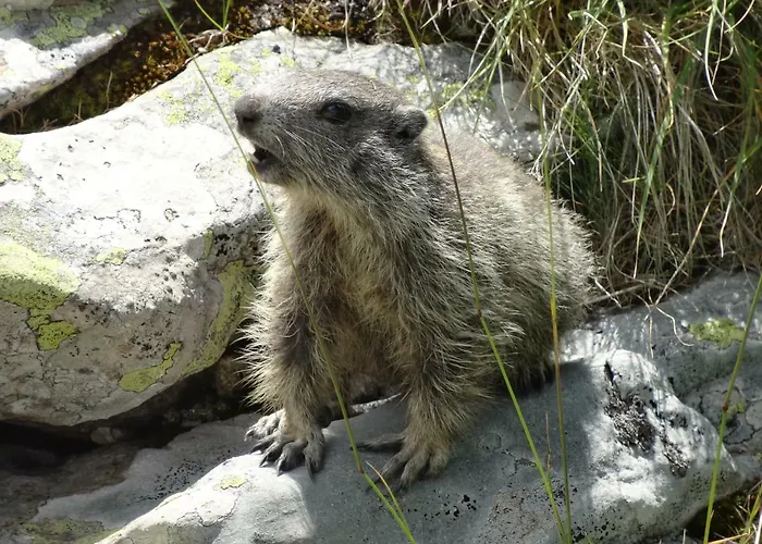 Bed and Breakfast L'arnica La Bréole