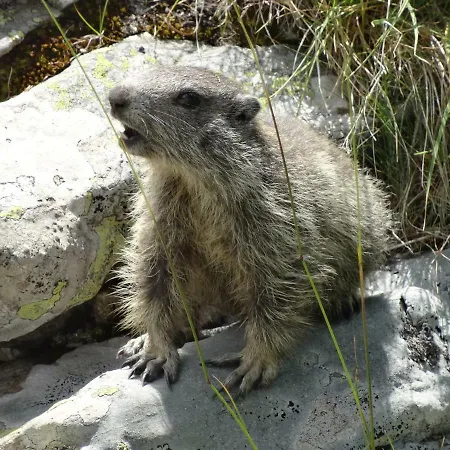 Bed & Breakfast L'arnica La Breole